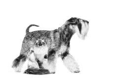 Royal Canin Veterinary Urinary S/o Kedi Kuru Maması 3.5 kg.