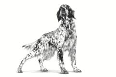 Royal Canin Veterinary Gastrointestinal Köpek Kuru Maması 2 kg.