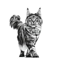 Royal Canin Veterinary Renal Biftekli Kedi Konservesi 85 gr 12 Adet