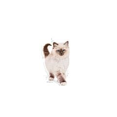 Royal Canin  Kitten Yavru Kedi Maması 13 Kg