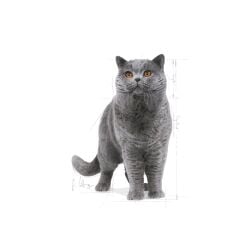 Royal Canin British Shorthair Kedi Maması 2 Kg.