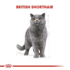 Royal Canin British Shorthair Kedi Maması 2 Kg.