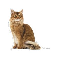 Royal Canin Light Weight Care Kedi Maması 1,5 Kg