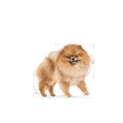 Royal Canin Pomeranian Yetişkin Köpek Maması 1.5 Kg