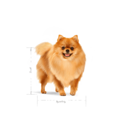 Royal Canin  Mini Indoor Adult Küçük Irk Yetişkin Köpek Maması  1,5 Kg