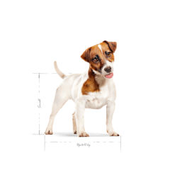 Royal Canin Mini Adult Küçük Irk Yetişkin Köpek Maması 2 Kg