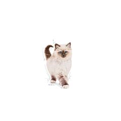 Royal Canin Kitten 10 kg Yavru Kedi Maması