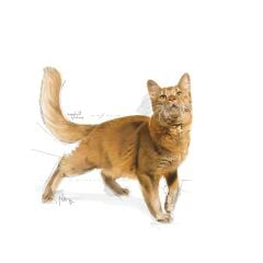 Royal Canin Fit 32 Kuru Kedi Maması 2 Kg