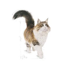 Royal Canin® Sterilised Gravy Kısırlaştırılmış Yetişkin Kedi Yaş Maması 85 Gr*12